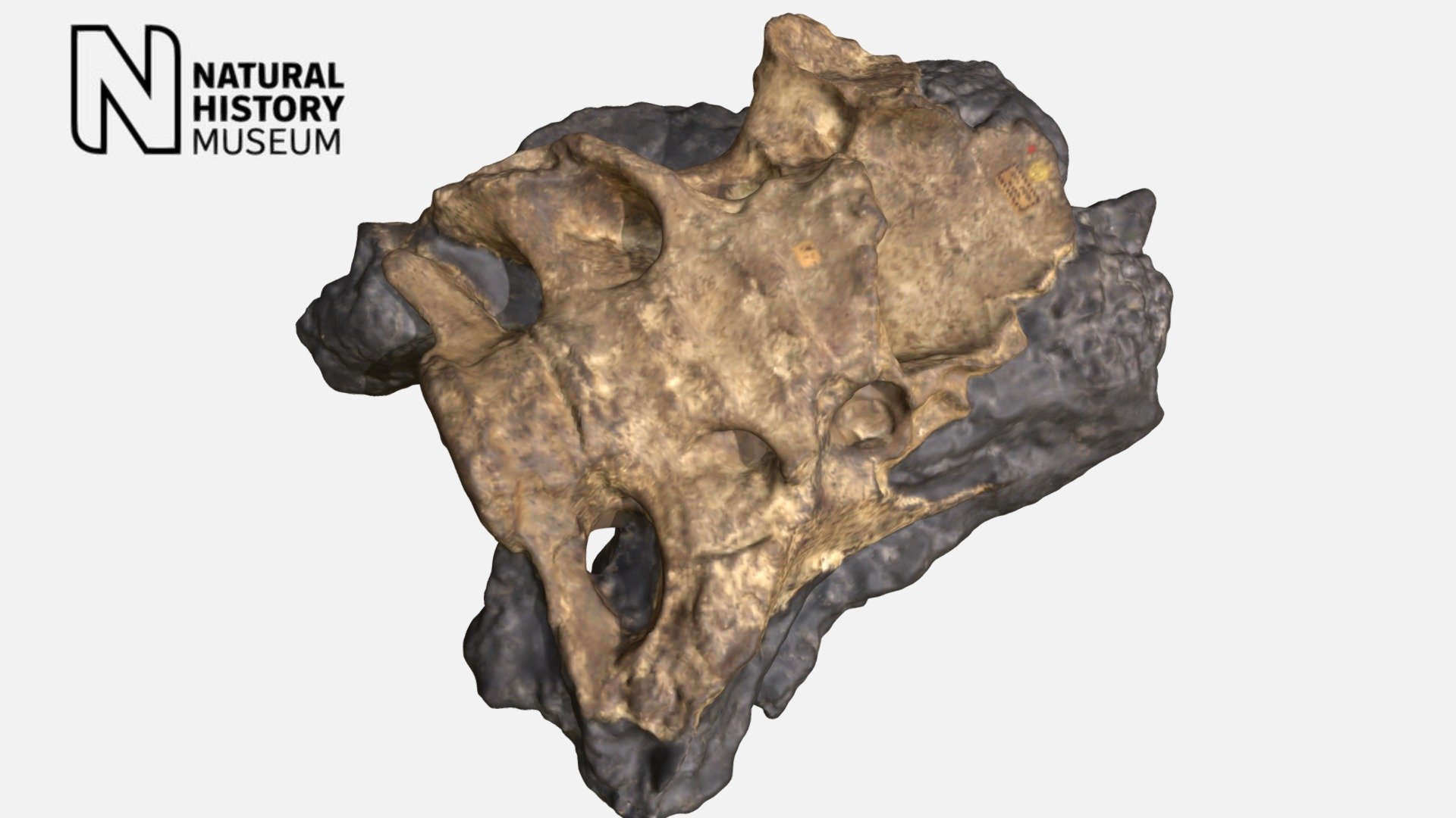 Scelidotherium leptocephalum - cast of vertebrae