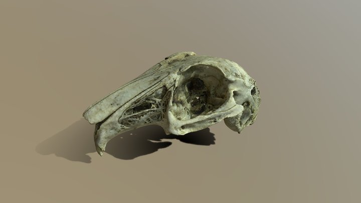 Rabbit Skull, photogrammetry 3D Model