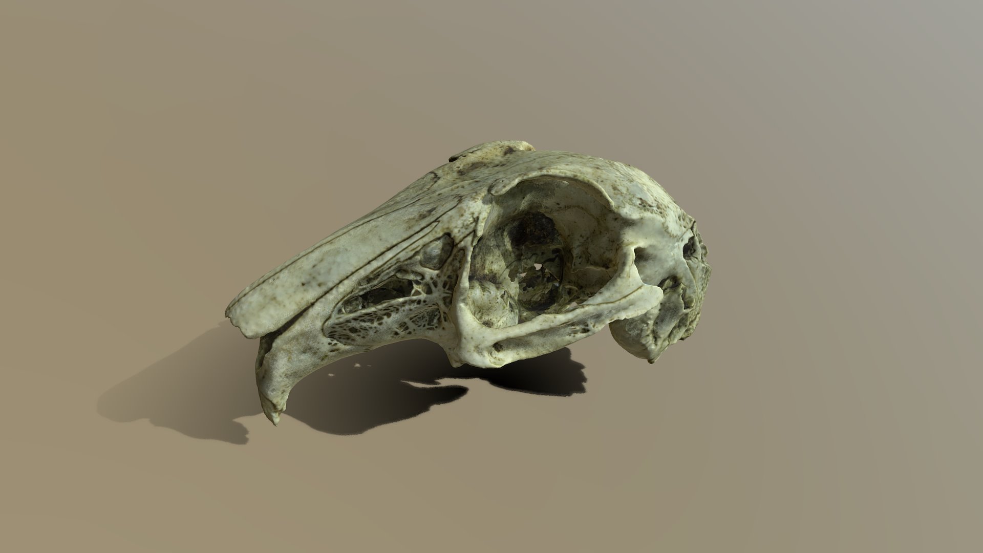 3D model Rabbit Skull, photogrammetry - This is a 3D model of the Rabbit Skull, photogrammetry. The 3D model is about a skull on a surface.