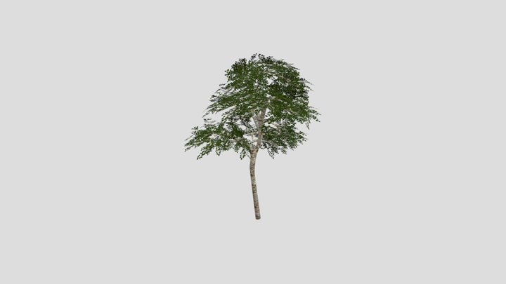 birchTree 3D Model