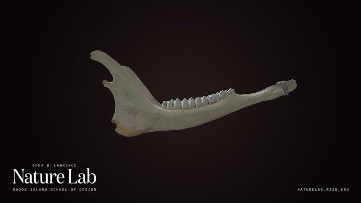 Unidentified Mammal Jaw – Kostenloses 3D-Modell STL