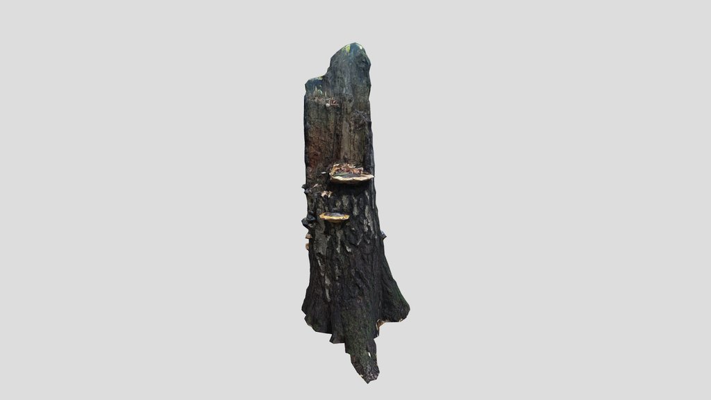 Dead Tree