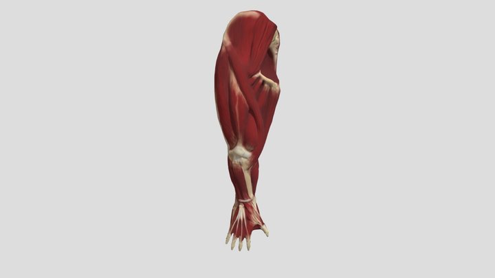 My Sketchfab Mesh 3D Model