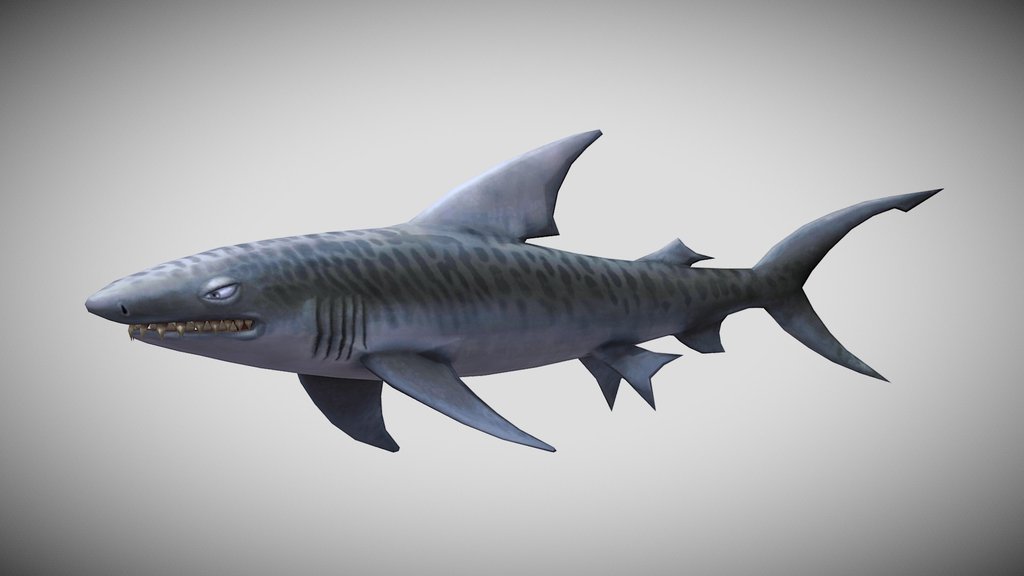 HSE Tiger Shark