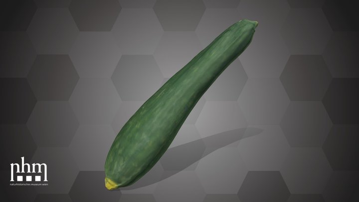 Cucumber (NHMW-AFW-DING-0046-130) – Modèle 3D gratuit STL