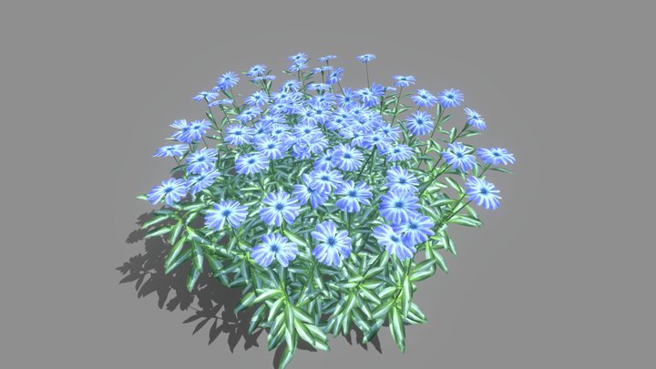 chrysanthemum 3D Model