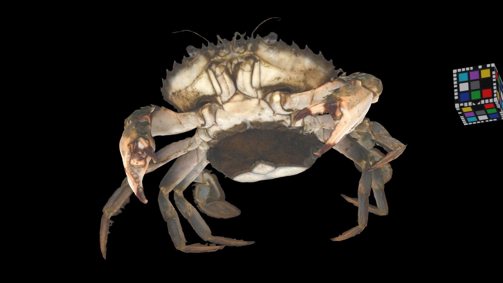 イシガニ ♀ Asian Paddle Crab, Charybdis japonica