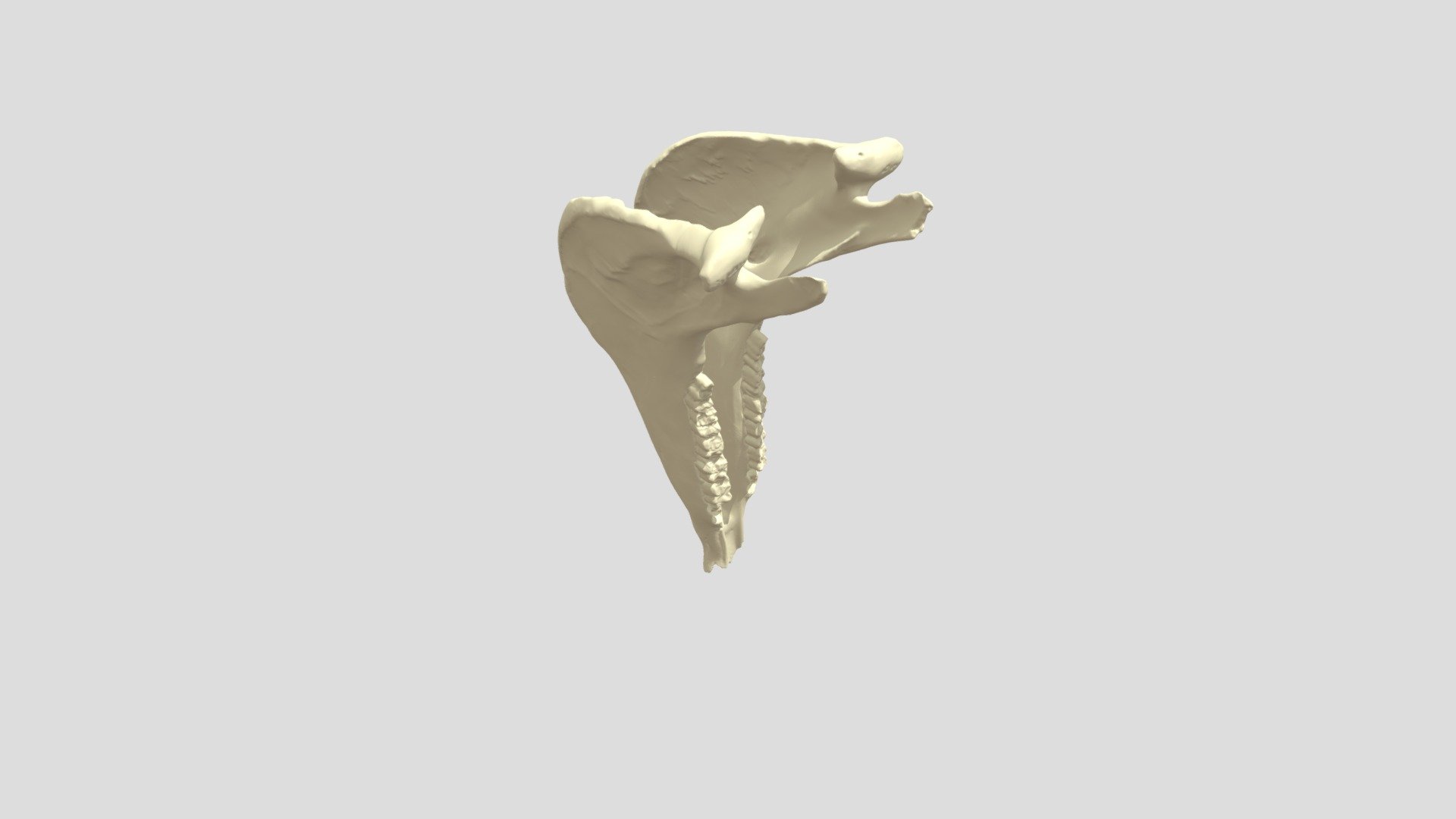 Lower Horse Jaw