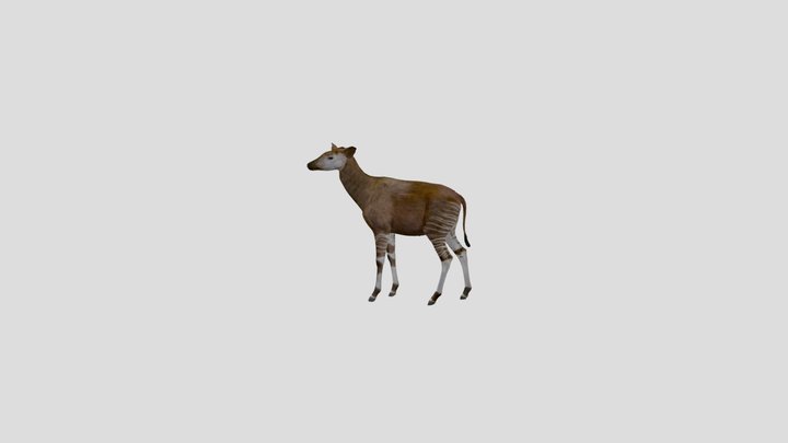 Okapi Nhmw-zoo-mamm St348 3D Model