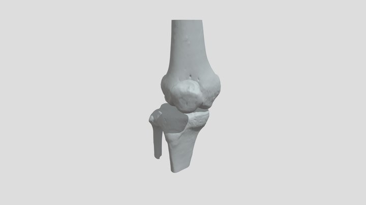 正常膝关节 3D Model