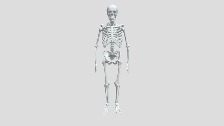 Skeleton 3D Model