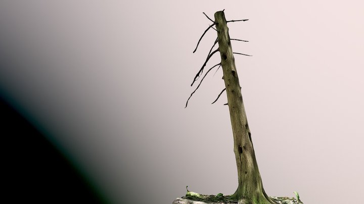 Another Trunk in the wood 3D Model