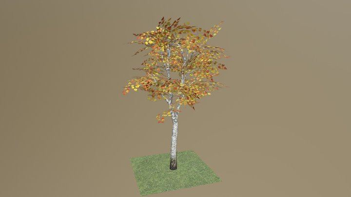 Birch tree 3D Model