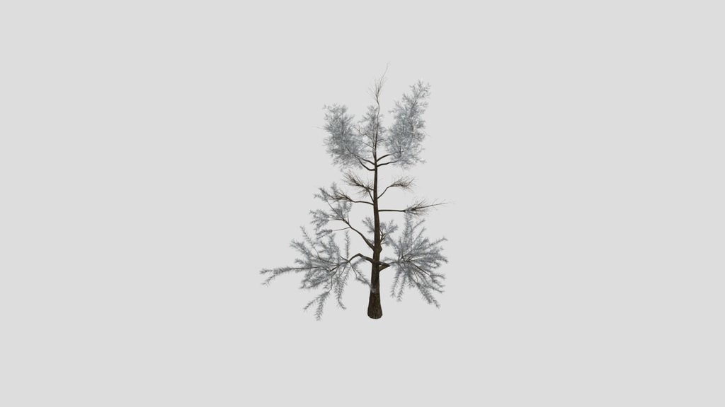 Sj Forest Dew Pine Tree