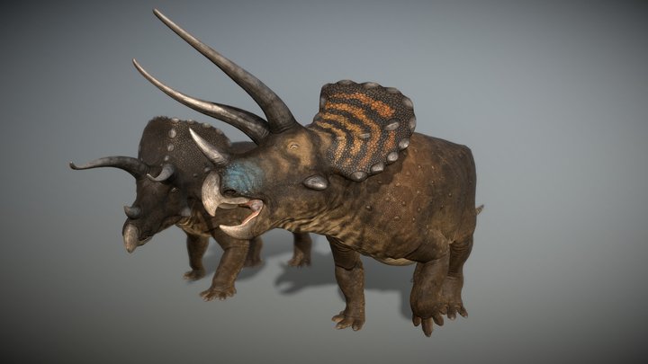 Triceratops Horridus 3D Model