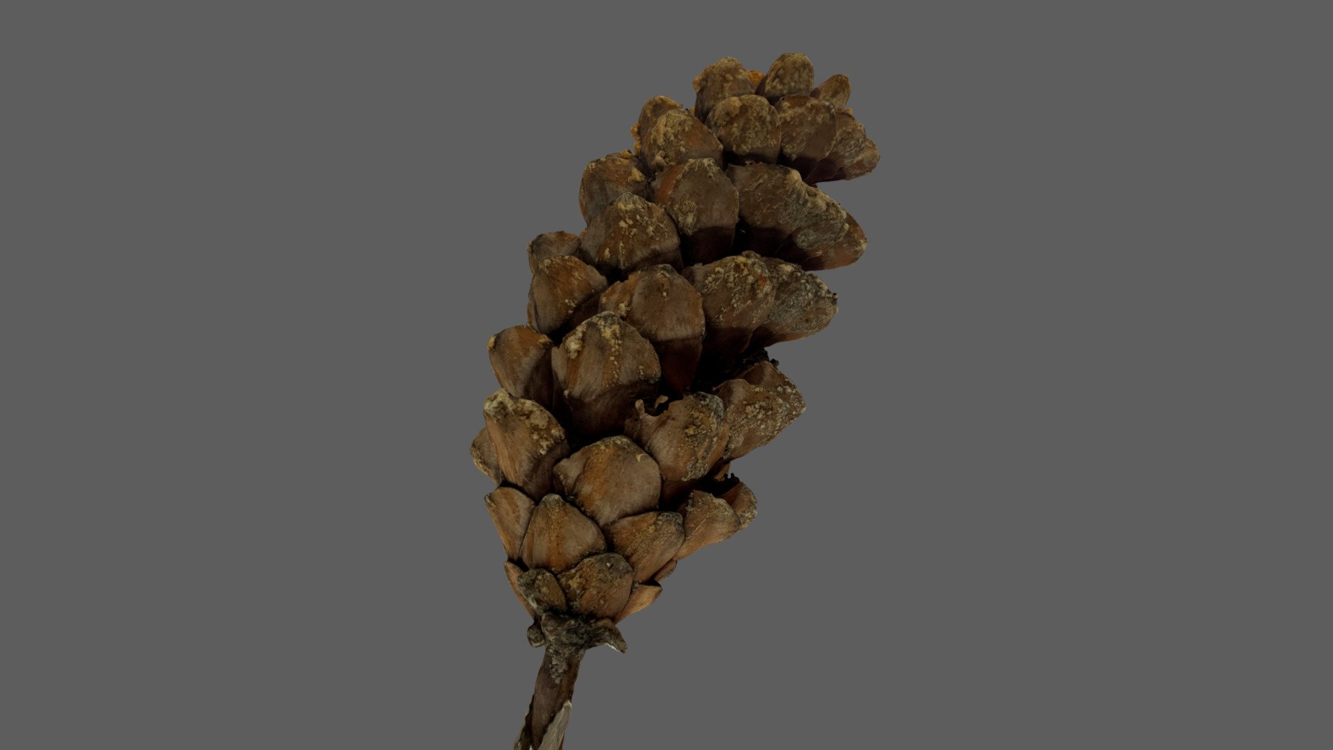 ヒマラヤゴヨウ2　Pinus griffithii