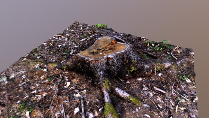 Photosaned tree stump 2 3D Model