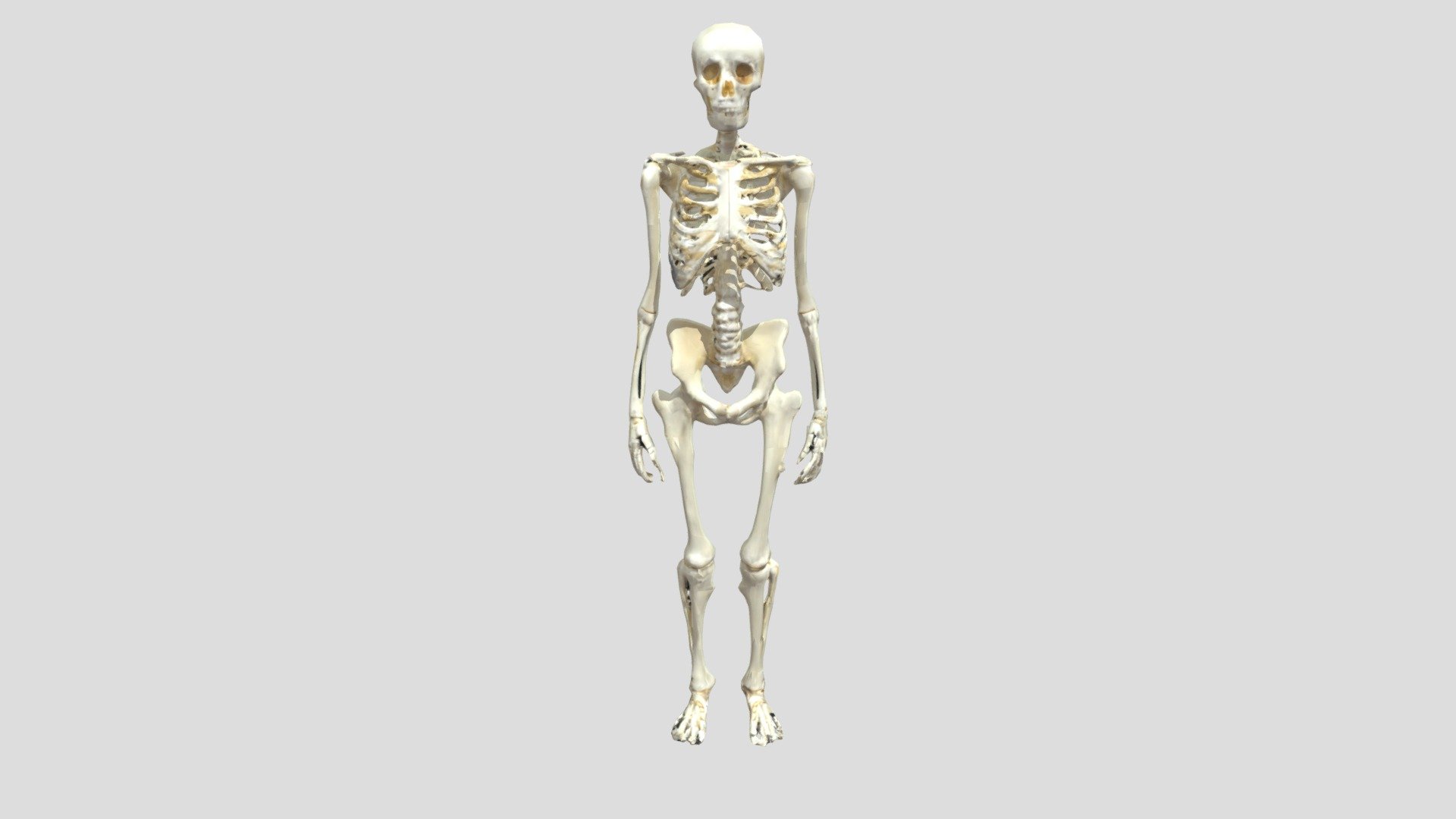 Human Skeleton System - 3D model by aistoriespvtltd [4740090] - Sketchfab