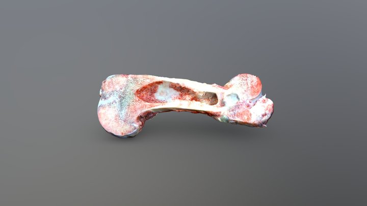 Sheep Bone (Scooped) 3D Model
