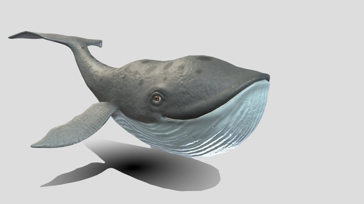 cartoon whale 3D Model