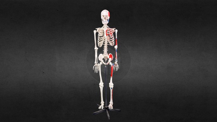 人体骨骼 3D Model