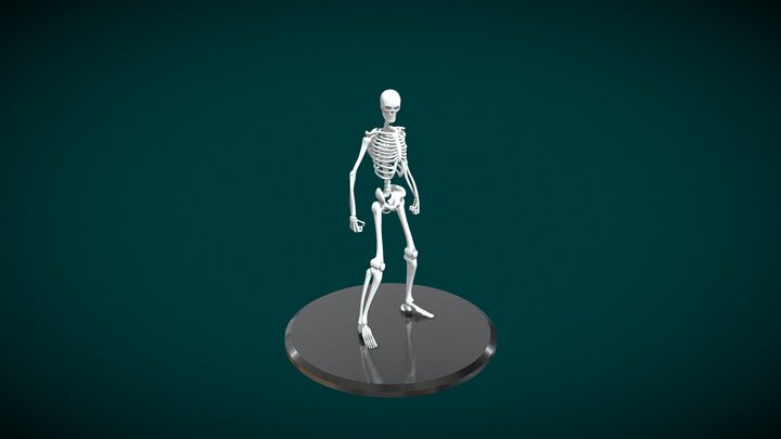 Skeleton 3D Model
