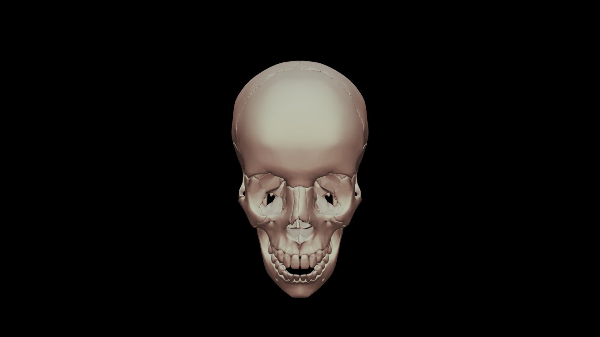 craneo final - 3D model by Juan I. Cruz R. Smart Anatomy ® (@juigcrra ...