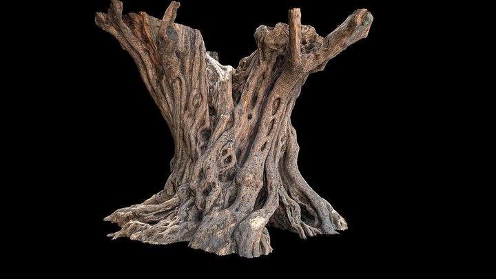Old Olive Tree Trunk 3D Model