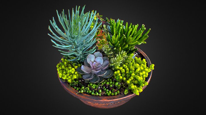 Succulent Arrangement 3D Model