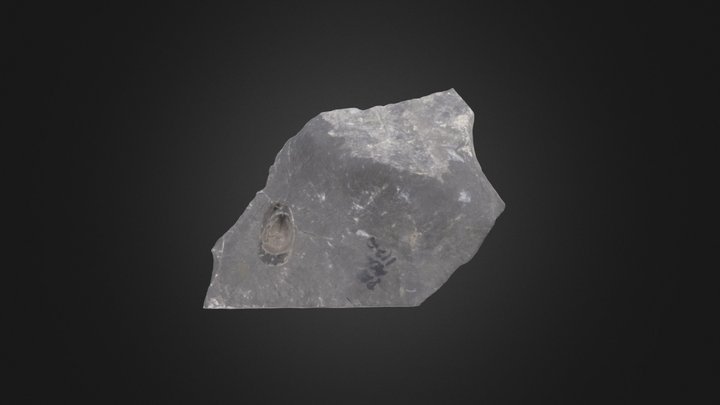 Brachiopod: Lingula punctata (PRI 76824) – Modelo 3D gratuito STL