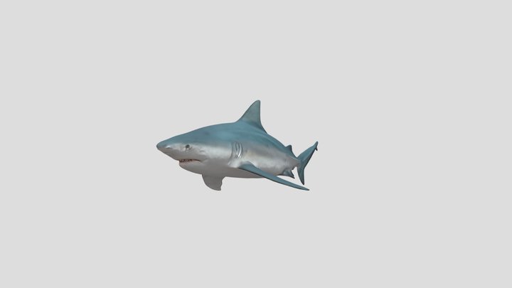 BullShark (Carcharhinus Leucas) 3D Model
