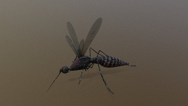 Mosquito 3D Model