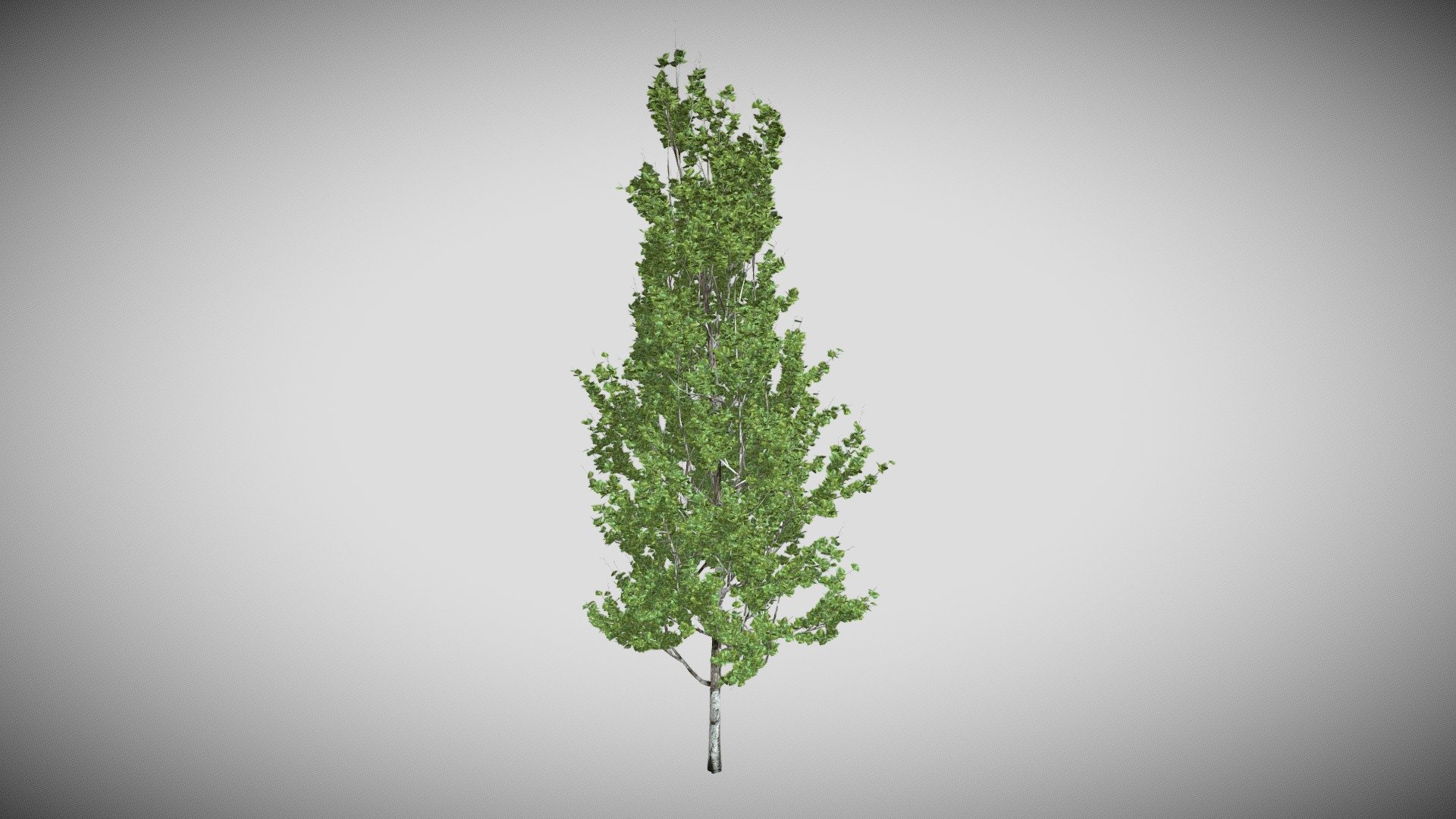 Lombardy Poplar Tree - Buy Royalty Free 3D model by DATEC_Studio ...