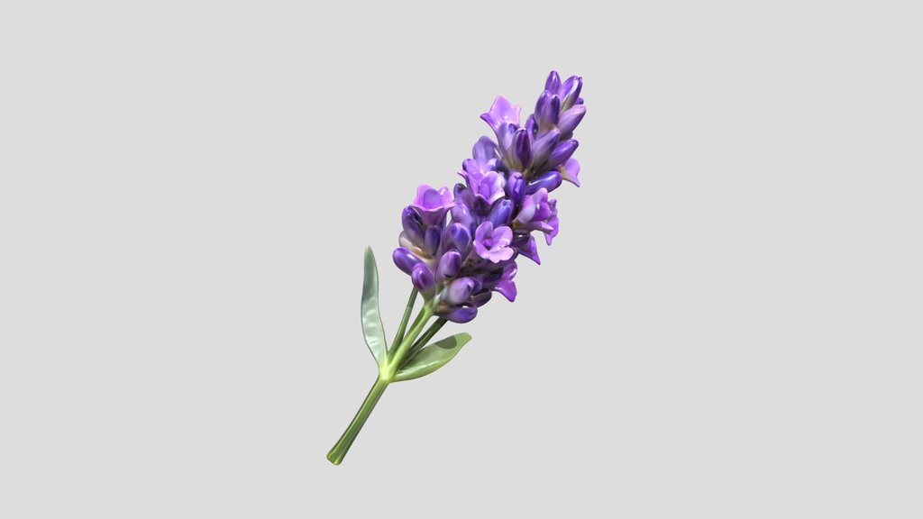 A lavender flower stem