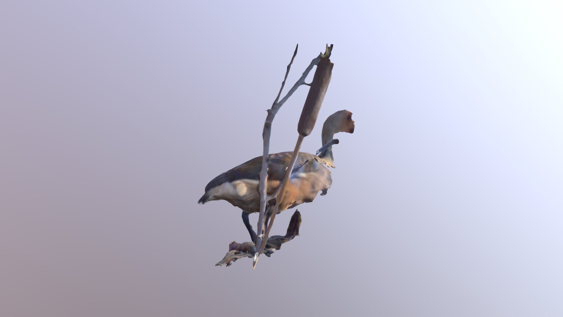 Duck 1