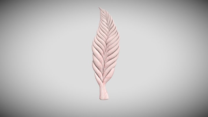 Charnia - Ediacaran Biota 3D Model