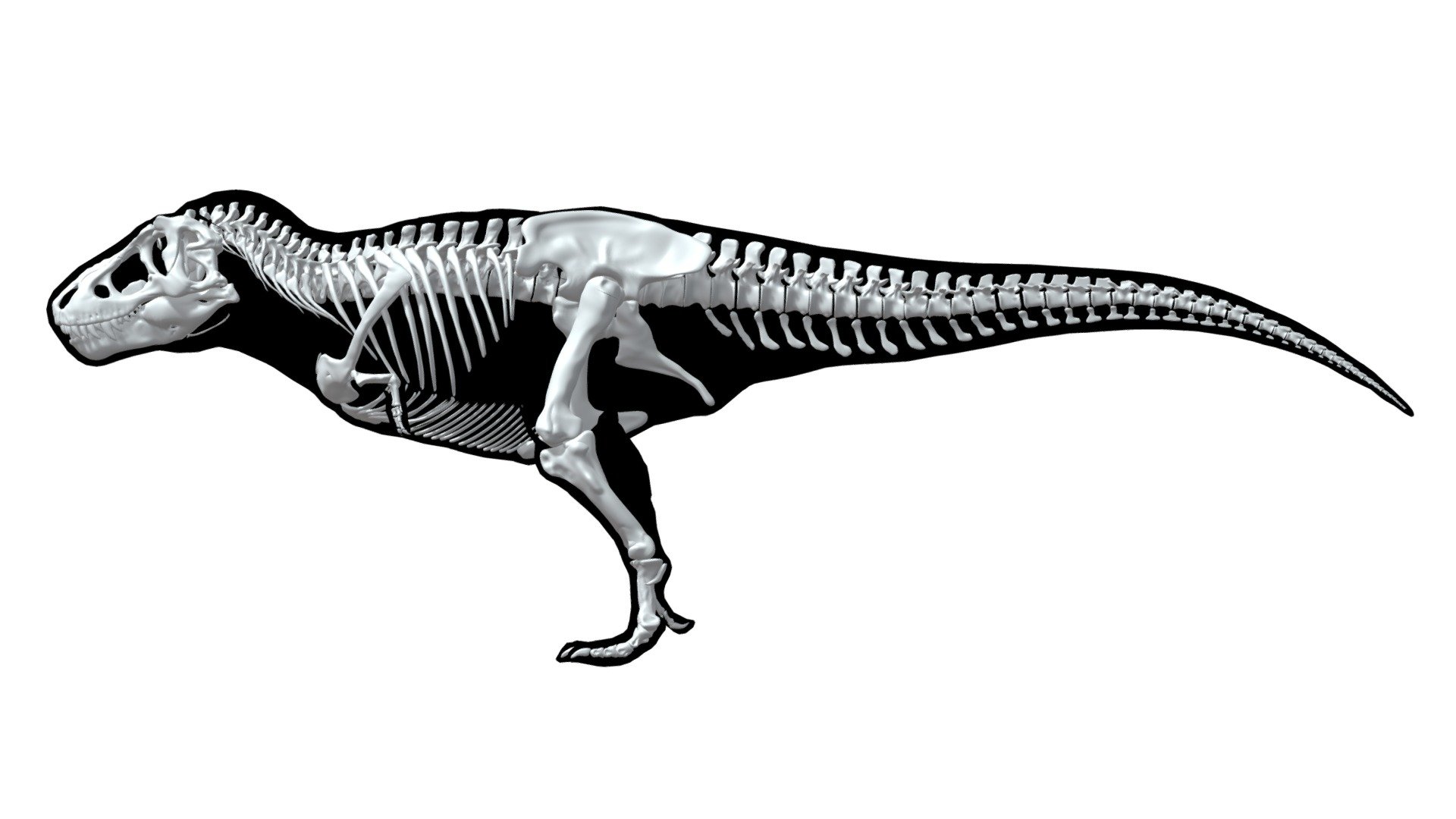 Tyrannosaurus Rex Skeleton Buy Royalty Free 3d Model By Iofry