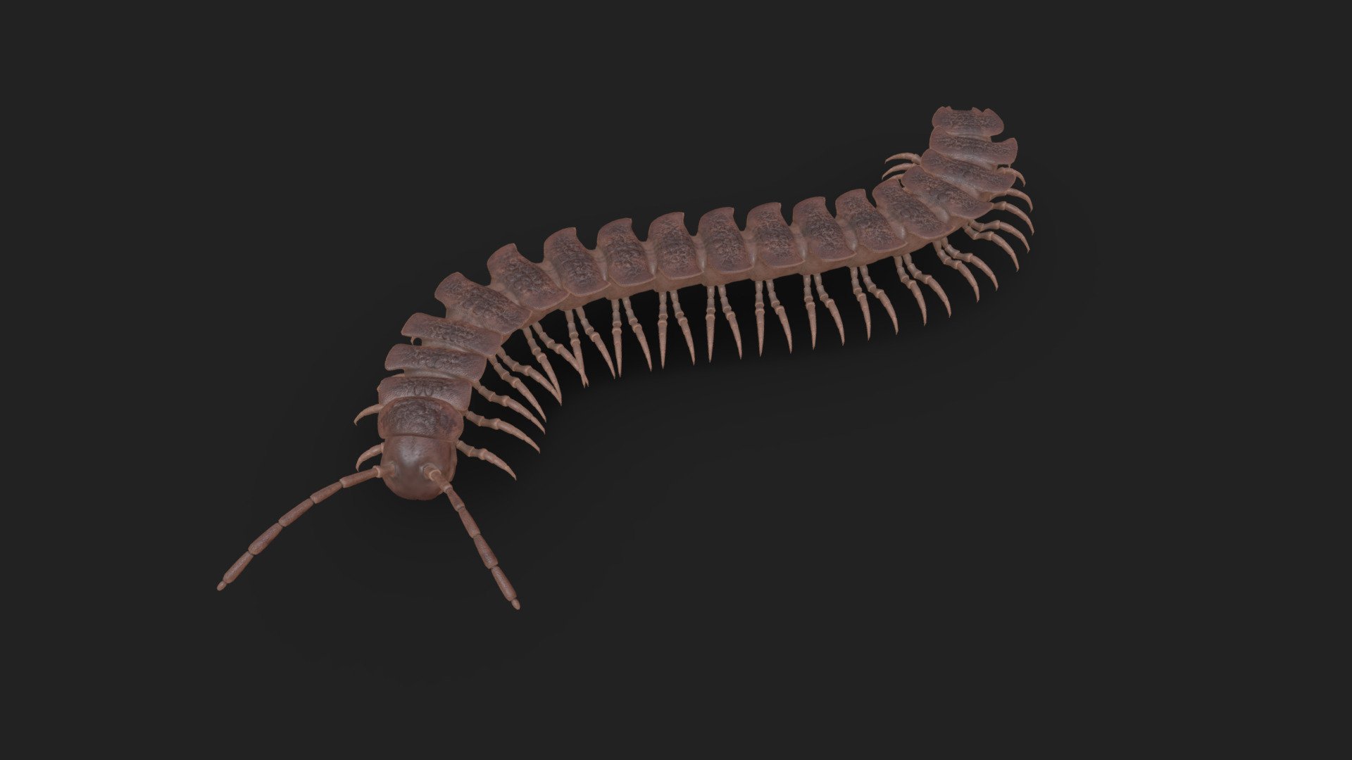 Polydesmus angustus Download Free 3D model by .hapto GmbH (.hapto