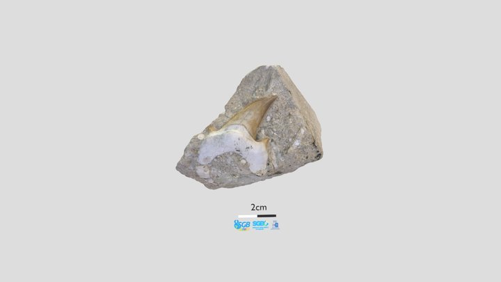 Dente - Megalodon 3D Model