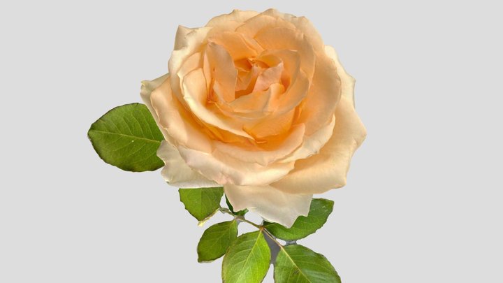 Pale orange rose（name unknown） 3D Model