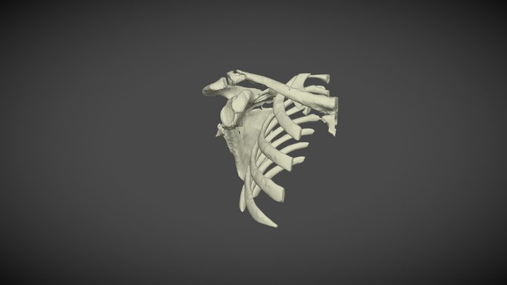 Modelmedic_wp1 3D Model