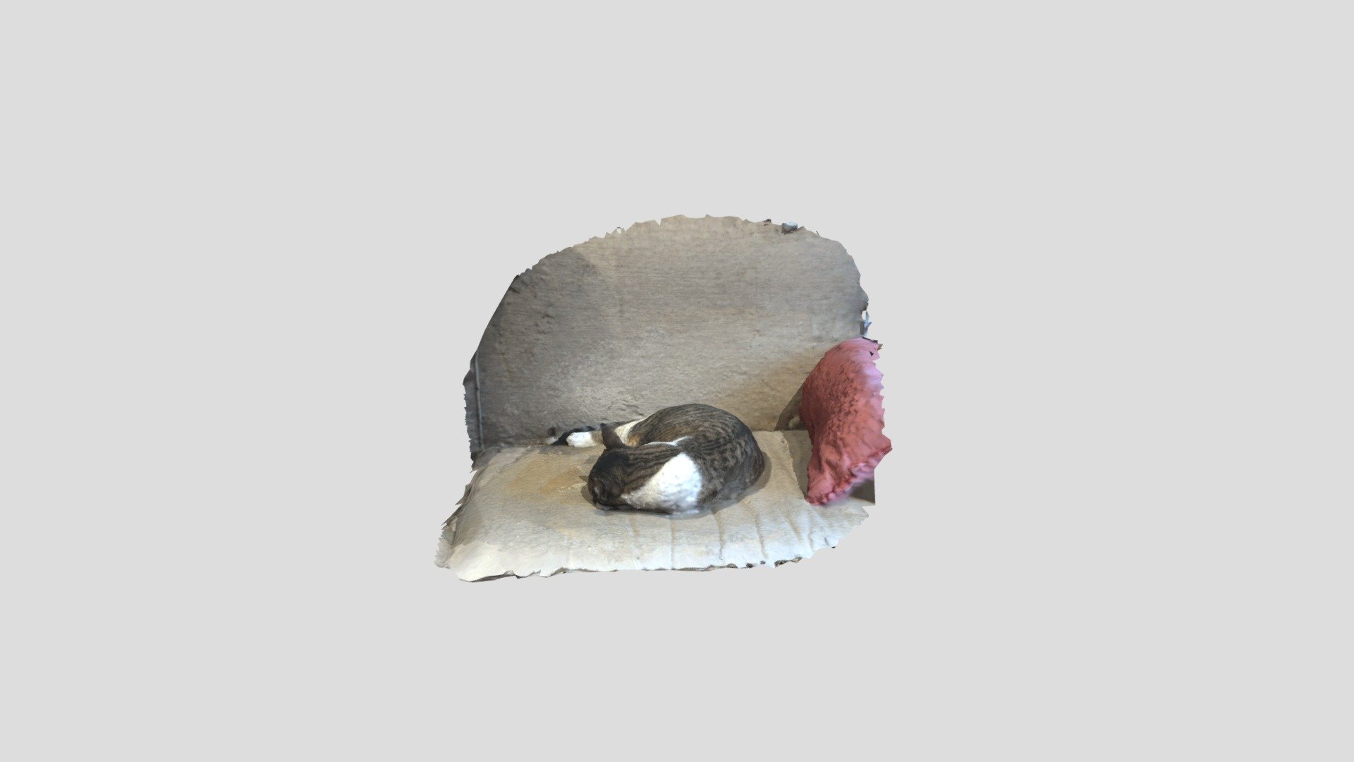 Scan of cat (Junebug) sleeping on couch