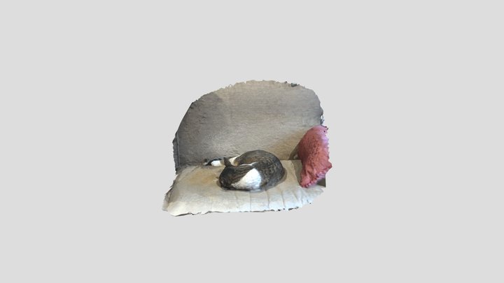 Scan of cat (Junebug) sleeping on couch 3D Model