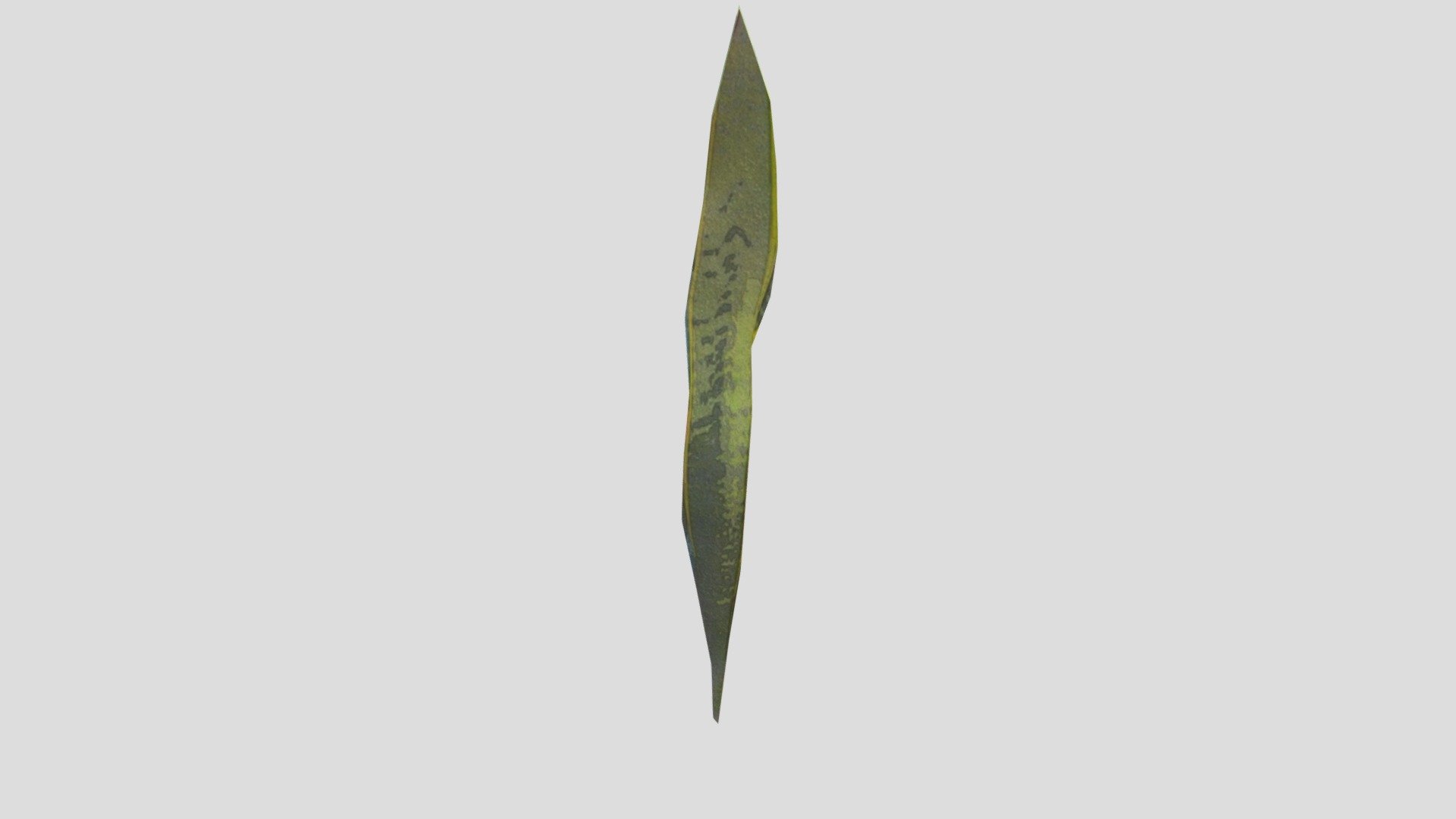 Mother-in-law plant leaf
