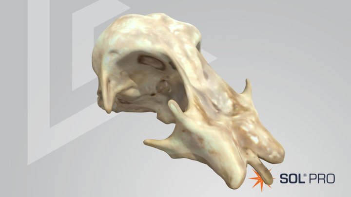 Bird skull - SOL PRO 3D Model
