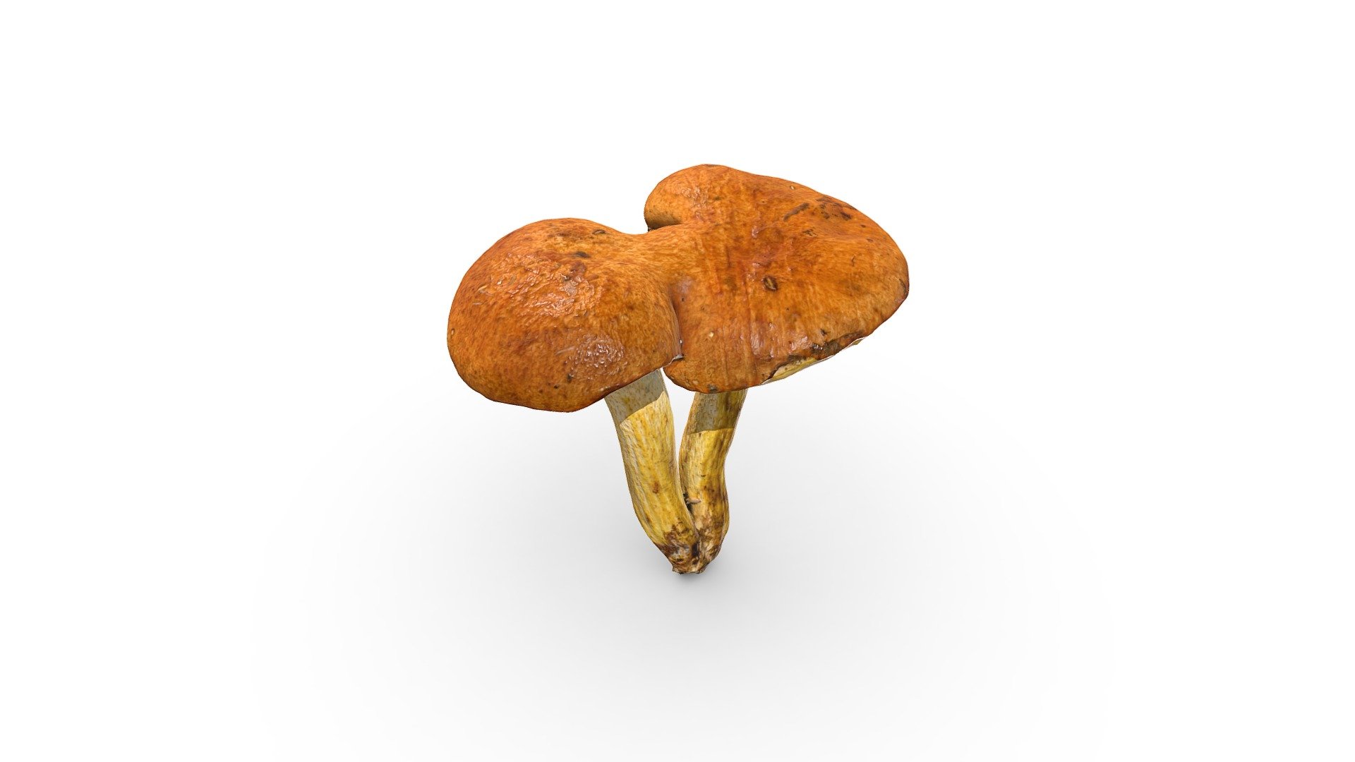 Double Mushroom 3d Model By Rawcatalog 4768d71 Sketchfab 7340