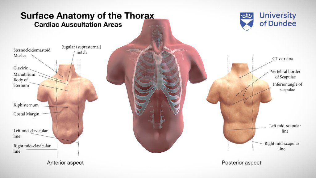 Surface anatomy thorax Flashcards