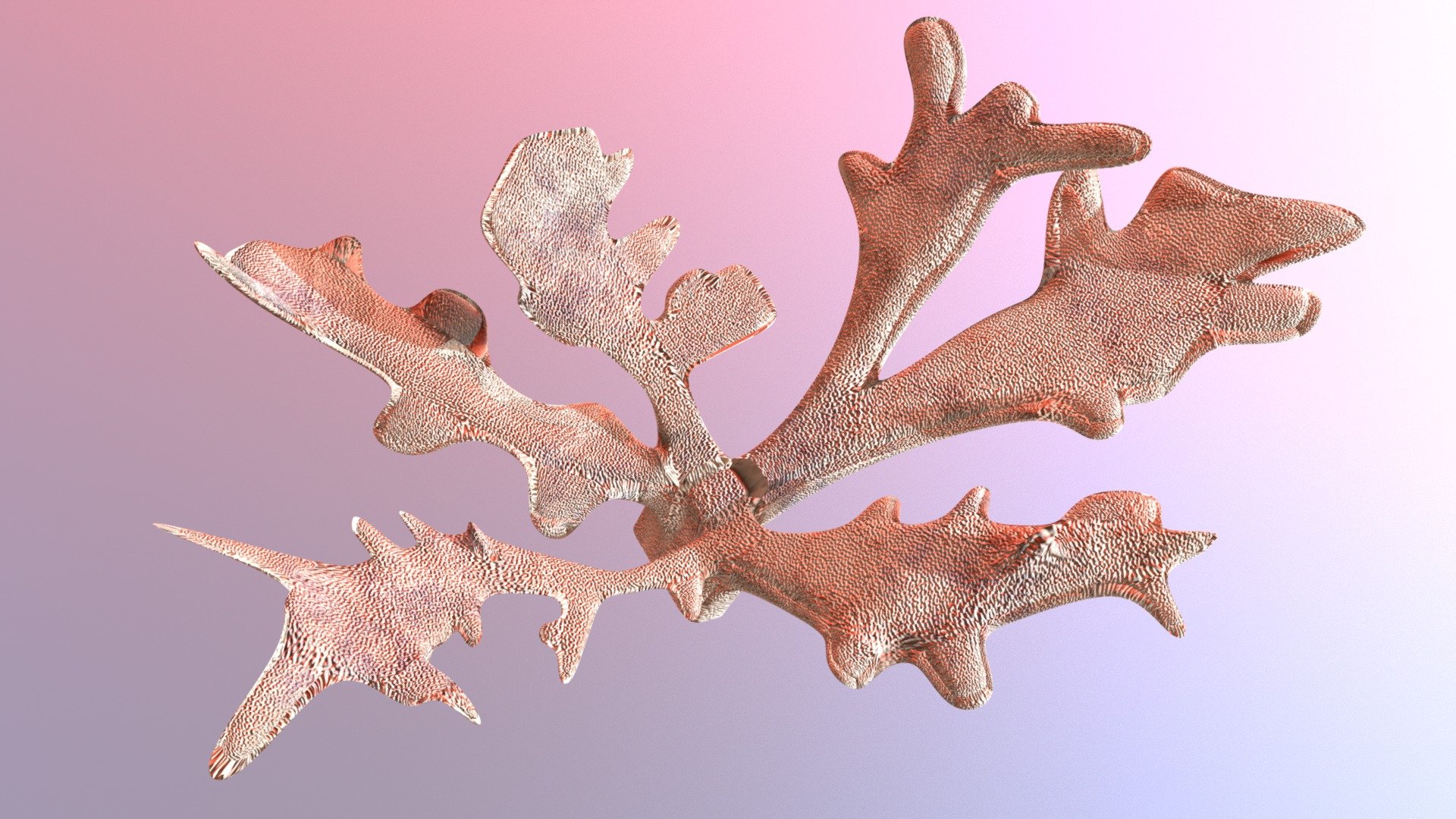 Elkhorn Coral