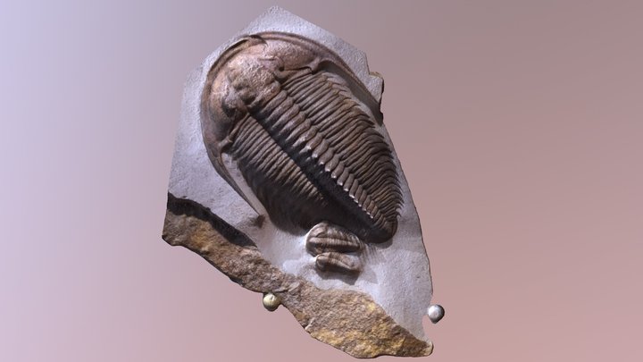 Trilobite Fossil Photogrammetry Scan