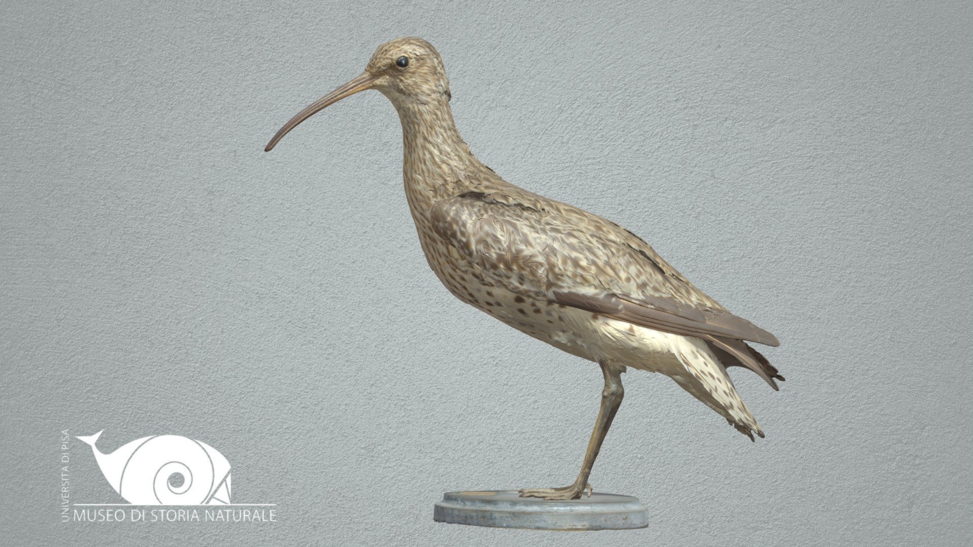 Slender-billed curlew - 3D model by Natural History Museum, University ...
